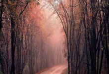 旧金山伴游上门